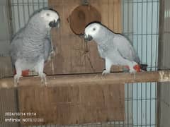 grey parrot pair, yellow ringneck male, violet pair,raw patha