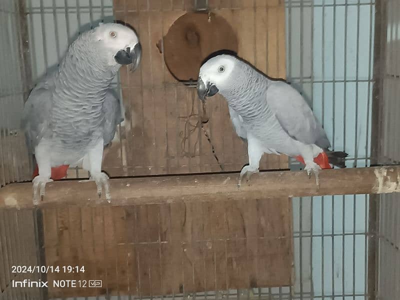 grey parrot pair, yellow ringneck male, violet pair,raw patha 0