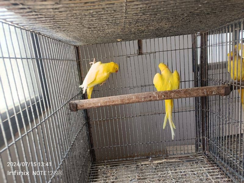 grey parrot pair, yellow ringneck male, violet pair,raw patha 2