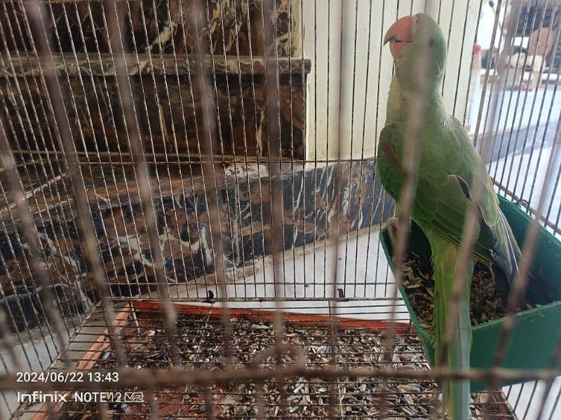 grey parrot pair, yellow ringneck male, violet pair,raw patha 3