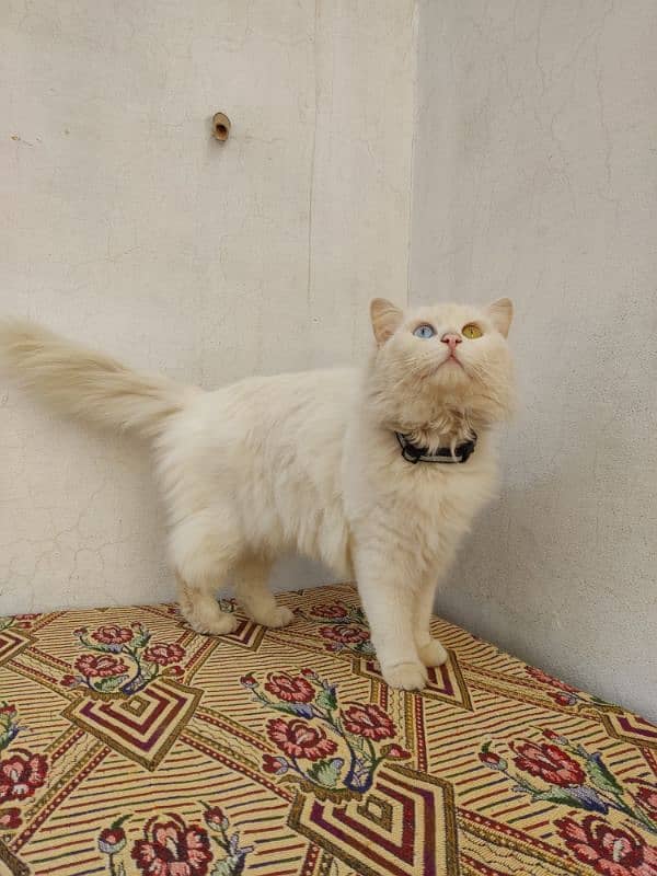 Cate white Persian 0