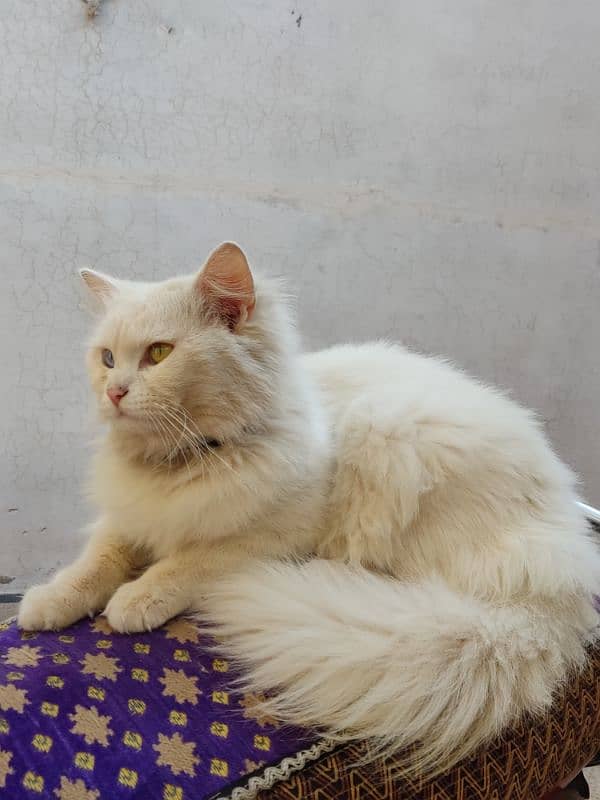 Cate white Persian 1