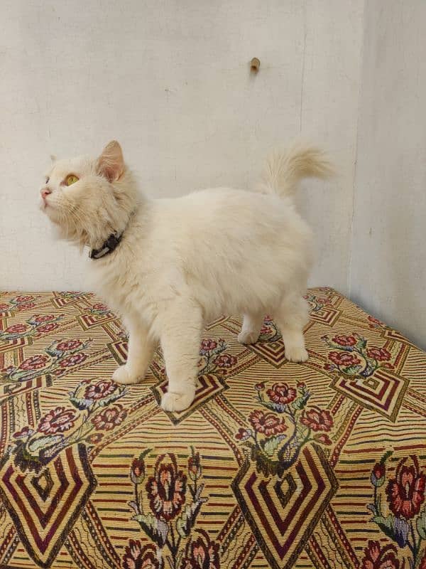 Cate white Persian 2