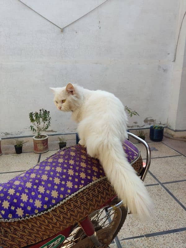 Cate white Persian 3