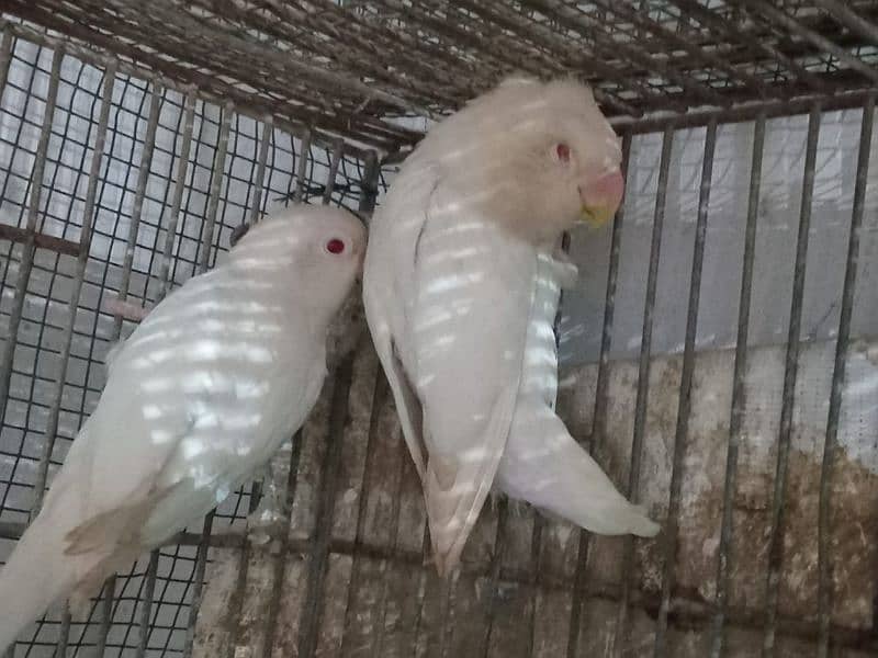 Creamino female vs Albino split eco male 1