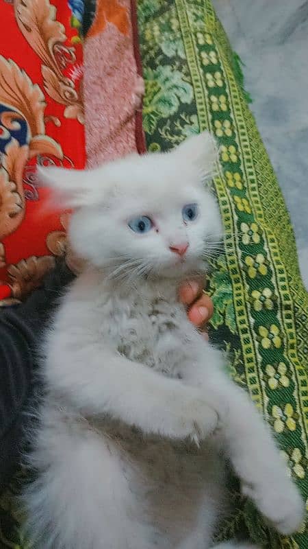 Persian cat 3