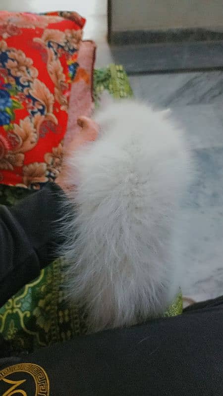 Persian cat 4