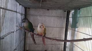 Pineapple Male and Green Cheek Female Ready to breed Pair