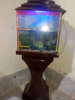 fish aquarium