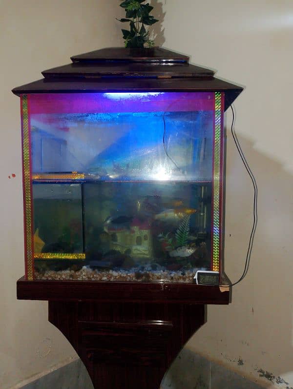 fish aquarium 1