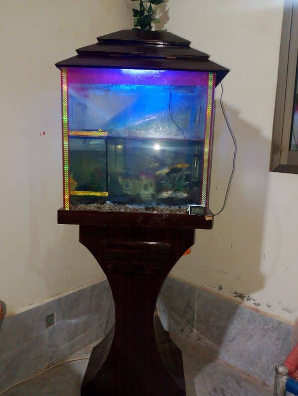 fish aquarium 2