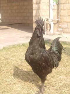 Pure Ayam Cemani Murghy