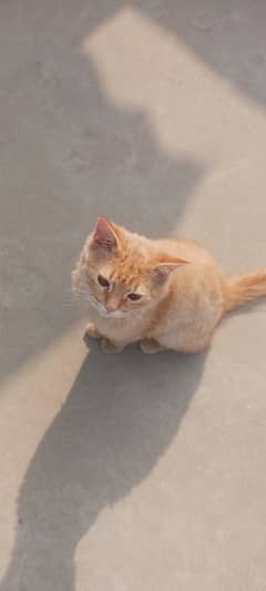 Beautifull Persion kitten double coated ginger clr