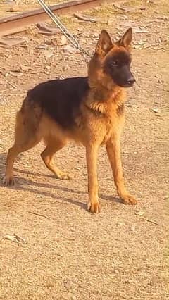 German shepherd female for sale