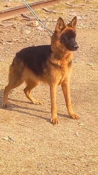 German shepherd female for sale 0