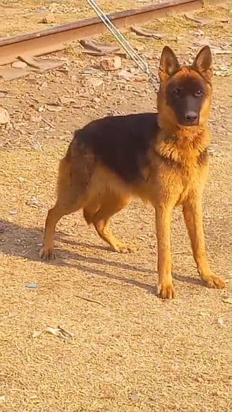 German shepherd female for sale 1