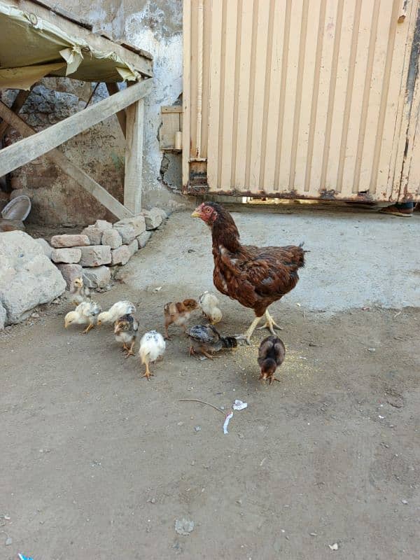 1 hen and 9 chicks   Contact no 03278367682 1