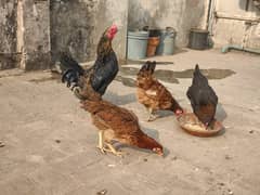 Golden misri/ Desi murgi/ Breeder hen/ Breeder set/ Breeder pair