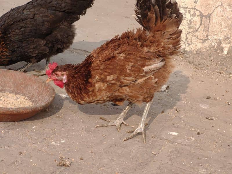 Golden misri/ Desi murgi/ Breeder hen/ Breeder set/ Breeder pair 2