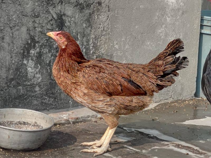 Golden misri/ Desi murgi/ Breeder hen/ Breeder set/ Breeder pair 3