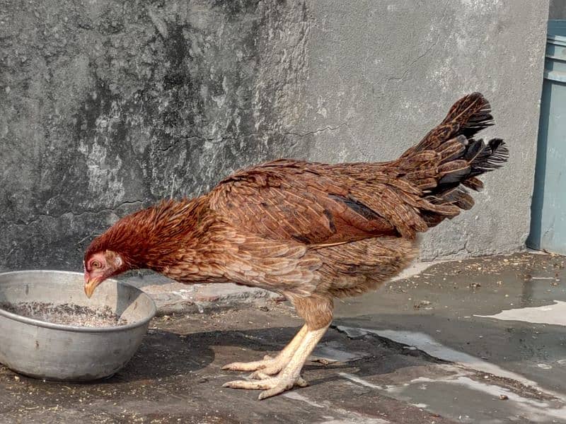 Golden misri/ Desi murgi/ Breeder hen/ Breeder set/ Breeder pair 7