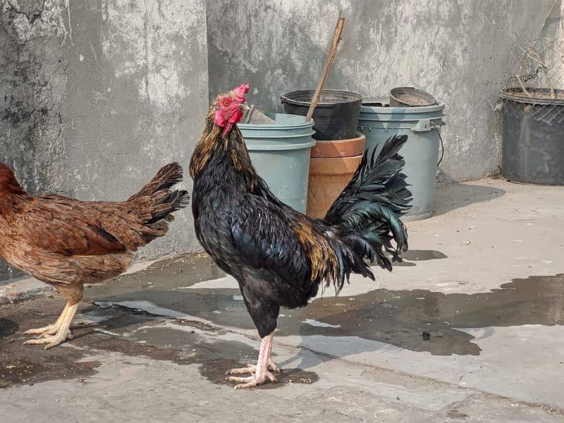 Golden misri/ Desi murgi/ Breeder hen/ Breeder set/ Breeder pair 9