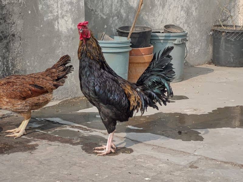 Golden misri/ Desi murgi/ Breeder hen/ Breeder set/ Breeder pair 10