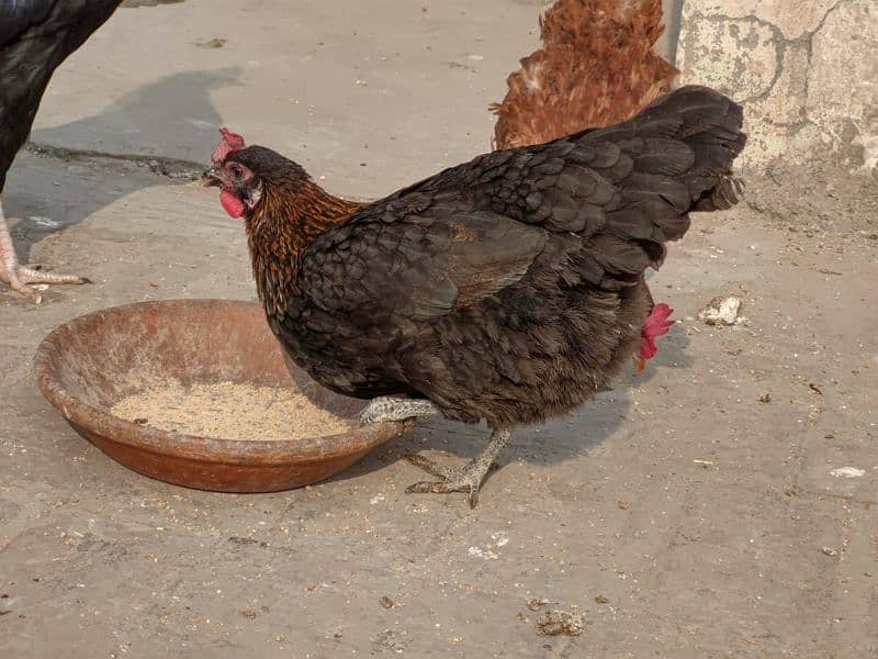 Golden misri/ Desi murgi/ Breeder hen/ Breeder set/ Breeder pair 11