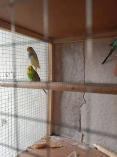 budgies and bangles breeder pair