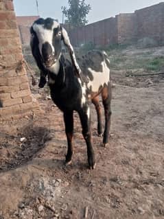 dasi bakri for sale 03035864021