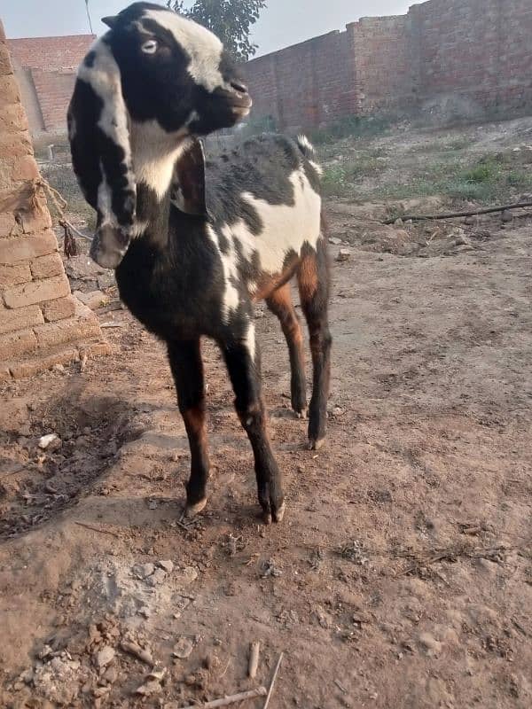 dasi bakri for sale 03035864021 1