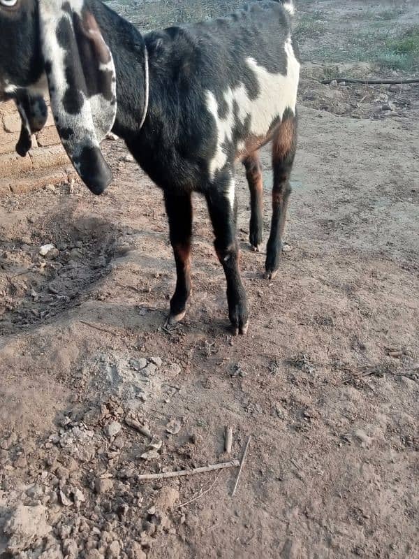 dasi bakri for sale 03035864021 2