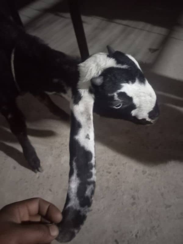 dasi bakri for sale 03035864021 4