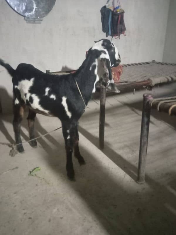 dasi bakri for sale 03035864021 5