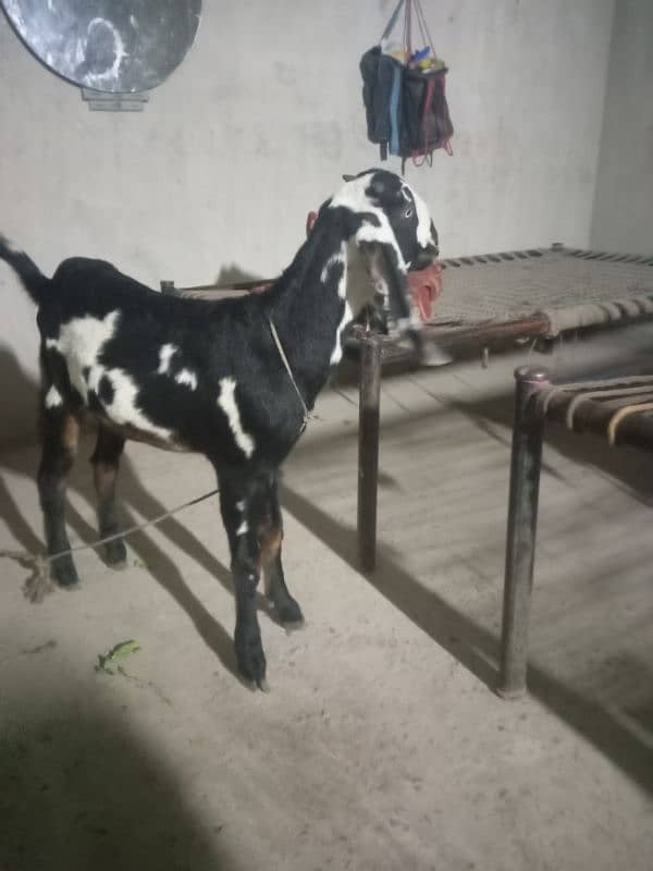 dasi bakri for sale 03035864021 6