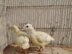 2 white turkey chick price 3000 pair). 1 aseel Kil wali female for sale