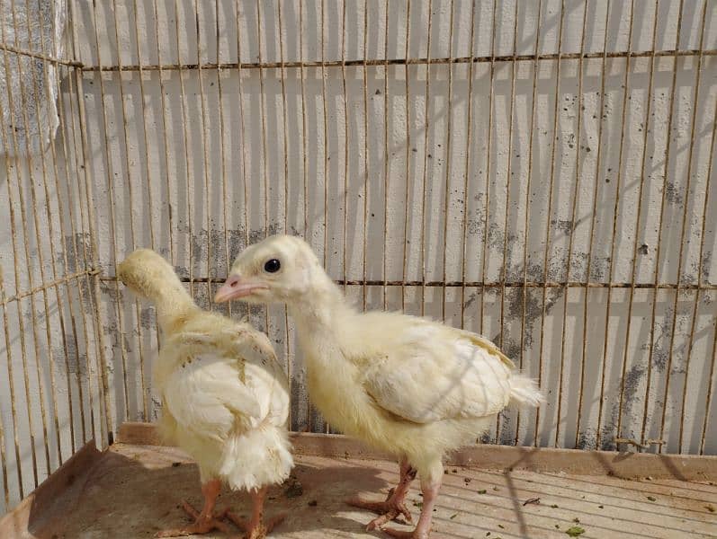 2 white turkey chick price 3000 pair). 1 aseel Kil wali female for sale 0