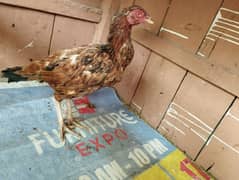 aseel Kil wali female for sale