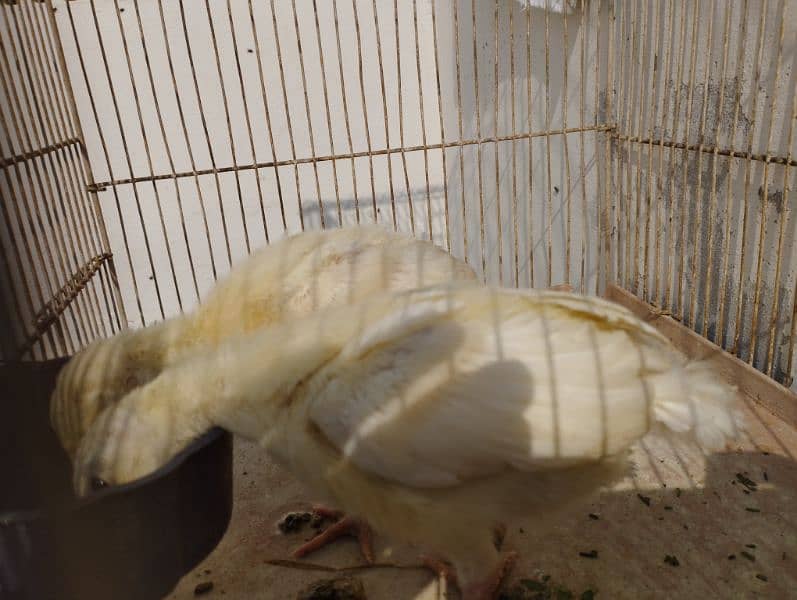 2 white turkey chick price 3000 pair). 1 aseel Kil wali female for sale 3