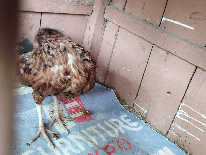 2 white turkey chick price 3000 pair). 1 aseel Kil wali female for sale 6