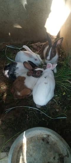 rabbits some are angora cross