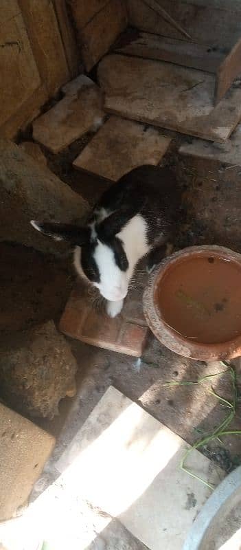 rabbits some are angora cross 1