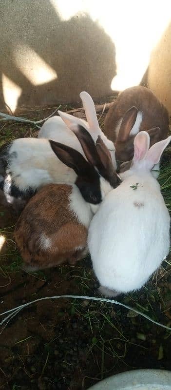 rabbits some are angora cross 2