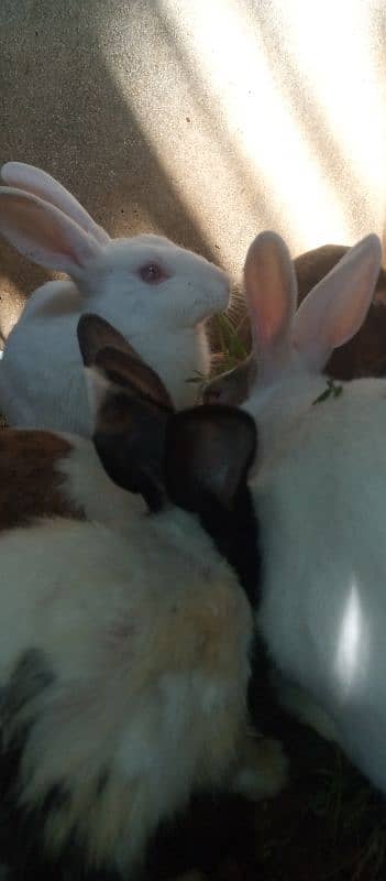 rabbits some are angora cross 3