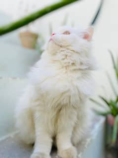 Persian triple coated female cat available