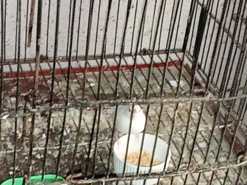 silver & white java breeder pairs with chicks and eggs for sale 2