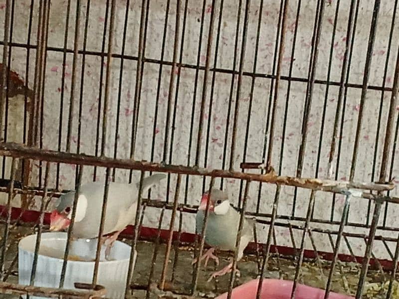 silver & white java breeder pairs with chicks and eggs for sale 6