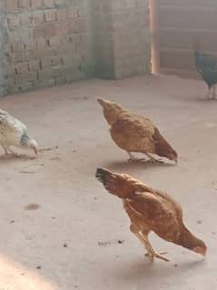 egg laying hens for sale