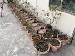 plant pots setup filled with mud (80 pots )