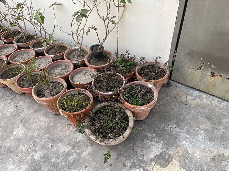 plant pots setup filled with mud (80 pots ) 1